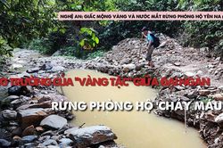 C&ocirc;ng trường của 'v&agrave;ng tặc' giữa đại ng&agrave;n: Rừng ph&ograve;ng hộ 'chảy m&aacute;u'