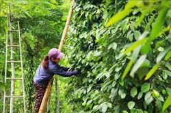 Gi&aacute; trị k&eacute;p từ sản xuất hồ ti&ecirc;u hữu cơ