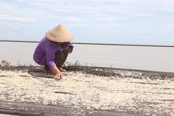 Ngư dân Cà Mau nhộn nhịp vào mùa khai thác ruốc biển