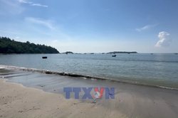 Xã đảo Tam Hải thu hoạch 'thảo dược' dưới đáy biển