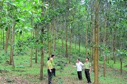 Xu&acirc;n Th&aacute;i ph&aacute;t triển rừng sản xuất gắn với giữ rừng