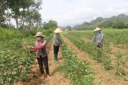 Cẩm Vân phát triển mô hình sản xuất nâng cao thu nhập cho người dân