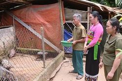Mở lối sinh kế cho người dân vùng cao từ con nuôi đặc sản