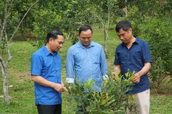 Để cây mắc ca bền vững