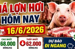 Giá lợn hơi hôm nay 16/6 dự kiến đi ngang, chưa xuất hiện đột biến