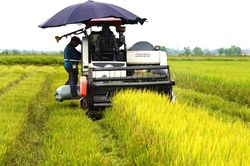 'Gỡ khó' cho sản xuất lúa hữu cơ