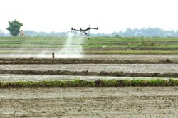 Diên Sanh: Hiệu quả từ ứng dụng thiết bị bay không người lái vào sản xuất lúa
