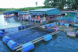 N&acirc;ng gi&aacute; trị thủy sản từ m&ocirc; h&igrave;nh 'lồng nu&ocirc;i đến b&agrave;n ăn'