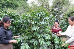 Chăm s&oacute;c c&agrave; ph&ecirc; giai đoạn quả non