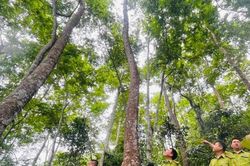 Th&aacute;i Nguy&ecirc;n: Ứng dụng c&ocirc;ng nghệ số giữ m&agrave;u xanh cho rừng