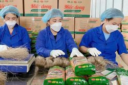 Sở hữu trí tuệ gắn với thương mại điện tử tạo không gian phát triển cho HTX
