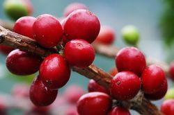 Giá cà phê neo cao sát mốc 90.000 đồng/kg nhờ lực đỡ từ thế giới