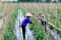 Hoàn thiện thể chế cho liên kết chuỗi giá trị nông nghiệp