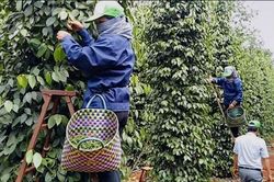 'Phép thử' năng lực cung ứng khi giá hồ tiêu biến động