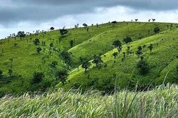 Truy bắt nghi phạm nổ s&uacute;ng khiến 1 người tử vong rồi bỏ trốn v&agrave;o rừng