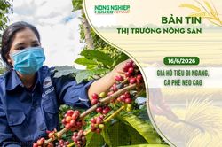 Thị trường nông sản 16/6/2026: Giá hồ tiêu đi ngang, cà phê neo cao