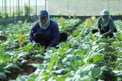 Hà Nội phát triển vùng rau an toàn, truy xuất nguồn gốc theo hướng hiện đại