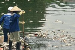 Hồ điều hòa công viên Nghĩa Đô xuất hiện cá chết hàng loạt