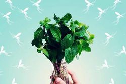 7 loại cây giúp xua đuổi muỗi và côn trùng tại nhà hiệu quả