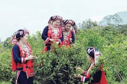 Bảo tồn quần thể chè Shan tuyết cổ thụ gắn với phát triển du lịch