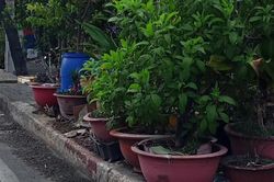 Chiếm dụng lối đi bộ