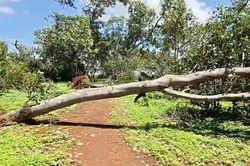 Đang trú mưa tại chòi bạt, người đàn ông bị cây điều đổ đè tử vong