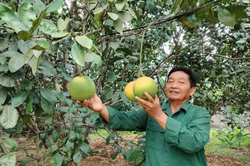 Chi hội trưởng nông dân 'hai giỏi'