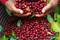 Bản tin n&ocirc;ng sản h&ocirc;m nay (17-6): Gi&aacute; c&agrave; ph&ecirc; giảm nhẹ