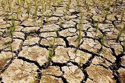 Dự b&aacute;o El Nino k&eacute;o d&agrave;i, nhiều v&ugrave;ng sản xuất đối mặt nguy cơ hạn h&aacute;n nặng