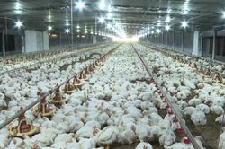 Vi phạm h&agrave;nh ch&iacute;nh về chăn nu&ocirc;i sẽ bị phạt đến 100 triệu đồng
