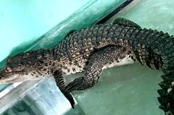 Cá sấu bò vào nhà dân ở Huế