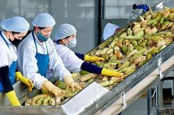 Pháp 'siết' dư lượng thuốc bảo vệ thực vật, nông sản Việt xuất khẩu sang EU cần lưu ý gì?