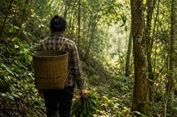 Vào rừng mưu sinh, người phụ nữ bị rắn độc cắn tử vong