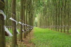VRG trước thềm Đại hội cổ đông: Từ nền tảng tăng trưởng đến khát vọng bứt phá