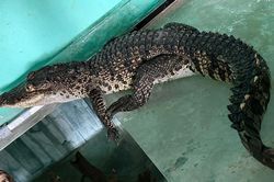 Cá sấu dài cả mét đi lạc vào nhà dân ở Huế