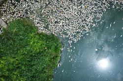 Hà Nội: Cá chết nổi trắng hồ Công viên Nghĩa Đô