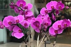 Người tuổi Dần nên chọn cây gì theo ngũ hành để trồng trong nhà?