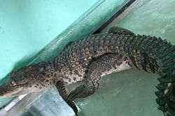 Phát hiện cá sấu dài 1m 'đi lạc' vào nhà dân ở trung tâm thành phố