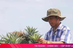Hà Tĩnh phát triển vùng dứa nguyên liệu theo chuỗi liên kết bền vững