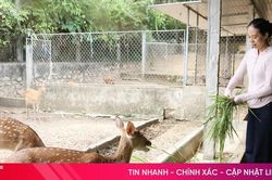 Phát triển nghề nuôi hươu bằng chất lượng đàn giống