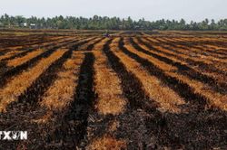 Khả năng El Nino rất mạnh: Việt Nam đối mặt nhiều đợt nắng nóng, bão mạnh