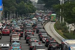 Thủ đô Indonesia đau đầu giải bài toán 'bùng nổ dân số' mèo hoang