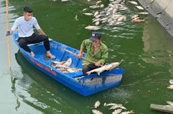 Hà Nội: Cá chết nổi trắng hồ điều hòa công viên Nghĩa Đô