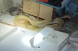 Rắn hổ mang chúa dài 3,6 mét ẩn náu trong tủ lạnh cũ, người đàn ông tay không bắt sống