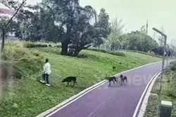 4 con chó dữ quật ngã hai mẹ con giữa công viên, người đi đường lao vào giải cứu