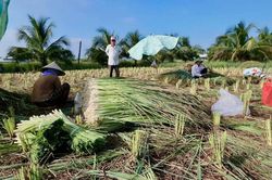 Cây sả vùng hạn mặn Đồng Tháp vươn tầm nhờ công nghệ