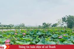 Kỳ vọng phát triển sản phẩm OCOP từ cây sen