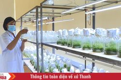 Nâng tầm giá trị rừng trồng bằng công nghệ sinh học