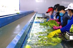 Chuẩn hóa vùng nguyên liệu để mở rộng xuất khẩu