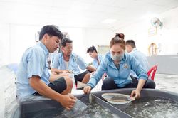 Để ngành tôm phát triển bền vững
